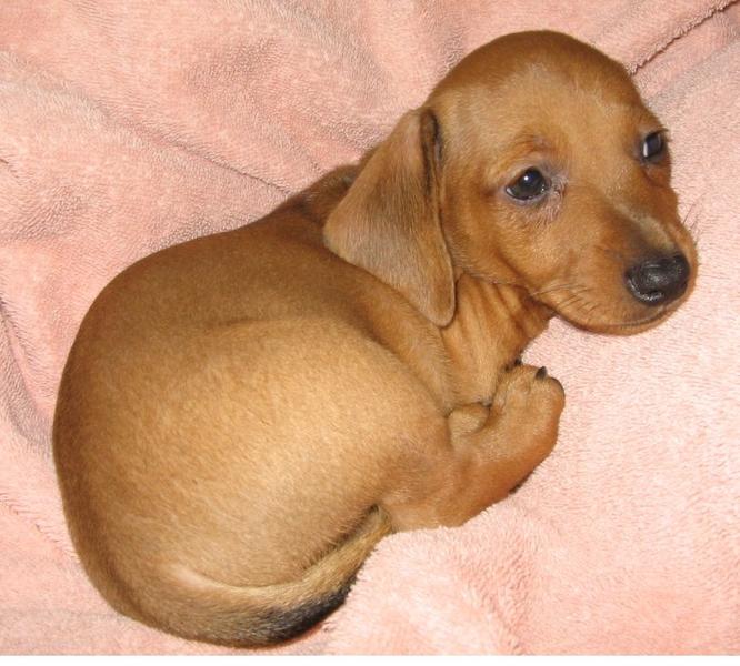 cute puppies pictures to color. standard dachshund puppy in