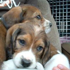 beagle puppies_cute.JPG
