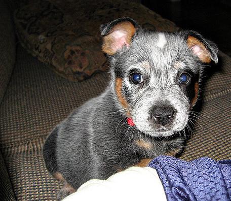 Sweet puppy picture of a Blue Heeler dog.PNG
