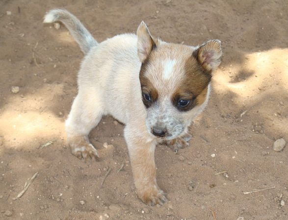 Tan Blue Heeler puppy image.PNG
