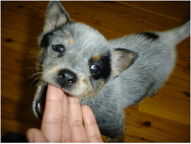 Playfull Blue Heeler puppy.PNG
