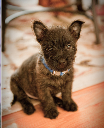 Cute Cairn Terrier puppy image.PNG
