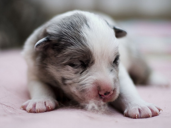 Newborn Catahoula puppy images.PNG

