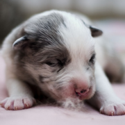 Newborn Catahoula puppy images.PNG
