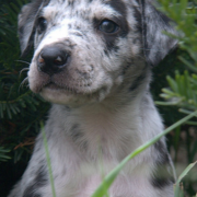 Picture of Catahoula pup.PNG
