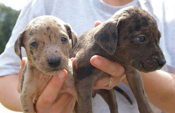 Catahoula puppies picture.PNG
