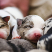 Catahoula puppies pictures.PNG
