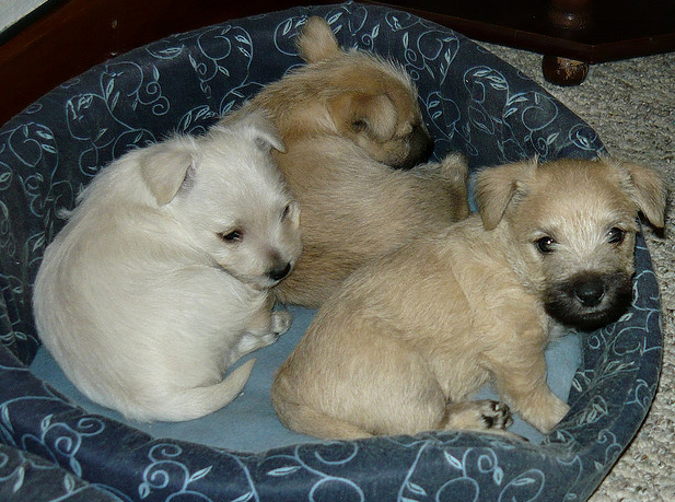 Cute puppies picture of Cairn Terrier puppies in their dog bed.PNG
