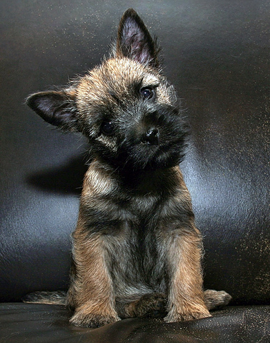 Funny puppy picture of a Cairn Terrier puppy.PNG
