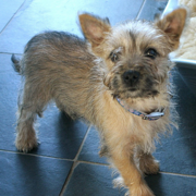 Light colored Cairn Terrier puppy image.PNG
