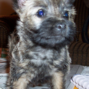 Naughty looking Cairn Terrier puppy.PNG
