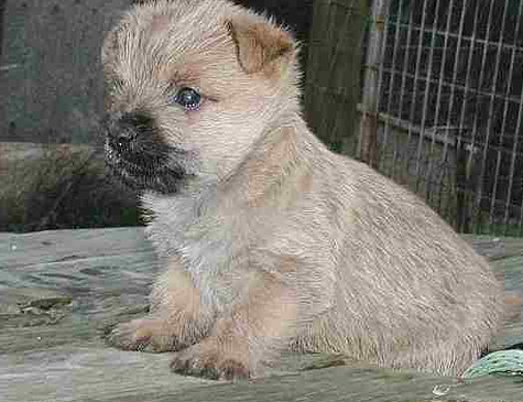 Photo of Cairn Terrier puppy.PNG
