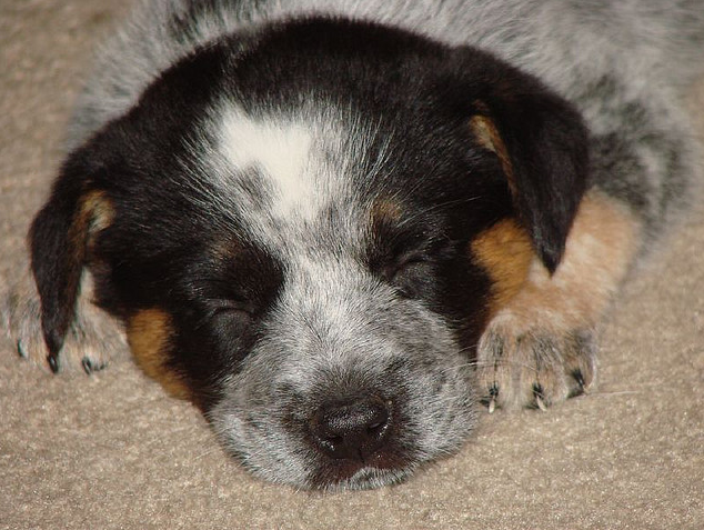 Young Blue Heeler puppy in deep sleep.PNG
