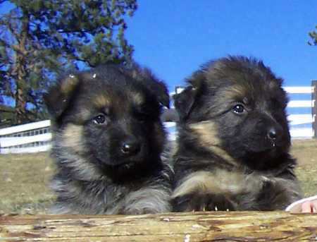 German Shepherd pups
