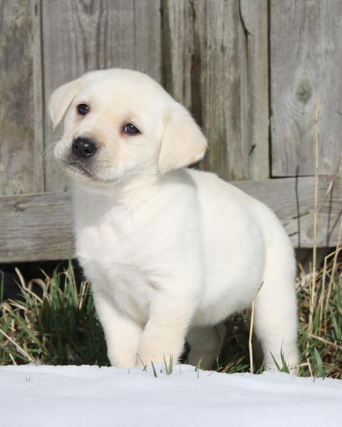 Lab Puppy by shed
