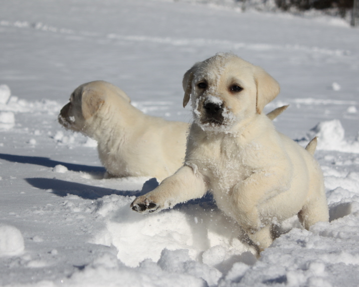 Lab Puppies playing in the snow
