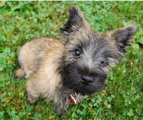 Small dog picture of a Cairn Terrier puppy.PNG
