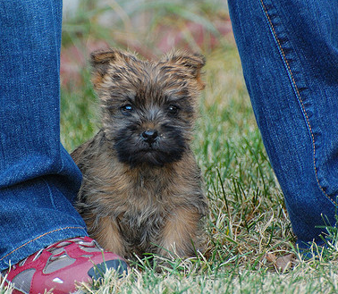 Small size dog picture of a Cairn Terrier puppy.PNG
