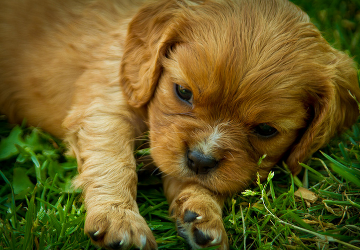 Beautiful puppy pictures of a cute tan Cavalier King dog.PNG
