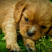 Beautiful puppy pictures of a cute tan Cavalier King dog.PNG
