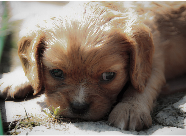 Cavalier King pup picture.PNG
