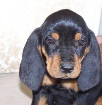 Cute puppy face picture of an American Coon Hound puppy in tan and black.PNG
