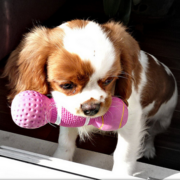Playful Cavalier King puppy in white and tan.PNG
