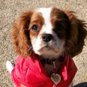 Pretty puppy picture of Cavalier King dog.PNG
