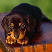 American Coonhound puppy pictures.PNG
