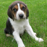 Coonhound puppy photo.PNG
