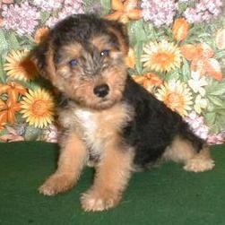 Brussel Griffon pup in black and tan
