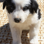 Collie puppy image.PNG
