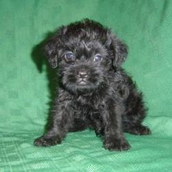 Black Brussel Griffon pup
