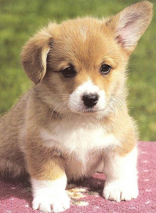 Pretty dog picture of a Corgi puppy photos.PNG
