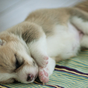 Sleeping Corgi puppy image.PNG
