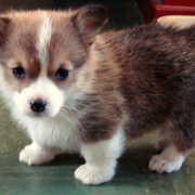 Corgi Puppies Pictures (26 Available)