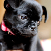 Black puppy pictures of chug dog.PNG
