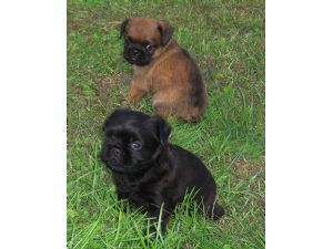 Brussel Griffon puppies in total black and the other in tan and black
