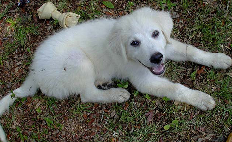 Pyrenees puppy images.PNG
