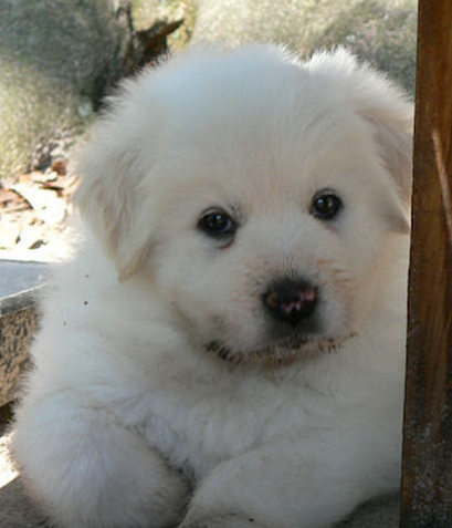 Furry Pyrenees puppy picture.PNG
