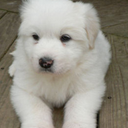 Great Pyrenees Pup picture.PNG
