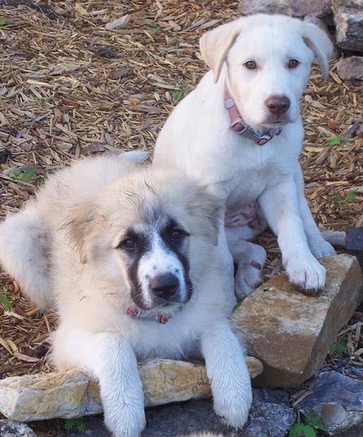 Pyrenees  puppies pictures.PNG
