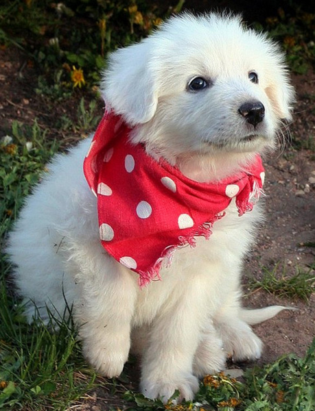 Pyrenees pup pictures.PNG
