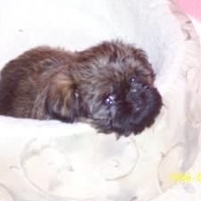 Brussel Griffon young pup
