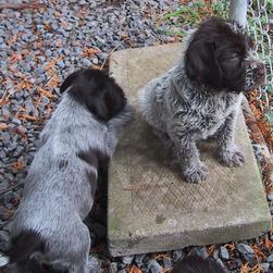 Brussel Griffon breeds_two puppies
