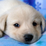 Cute puppy face pictures of Pyrenees dog making adorable face looking straight to the camera.PNG
