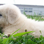 Pyrenees puppy chilling out on the grass.PNG
