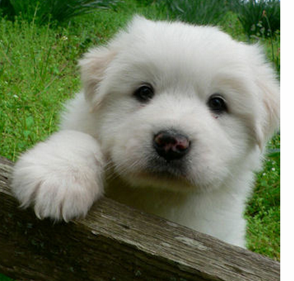 Cute puppy pictures of a young pyrenees puppy.PNG
