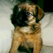 Brussels Griffon puppy in black and tan
