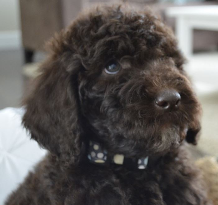 Chocolate goldendoodle puppy picture_furry puppy picture.JPG
